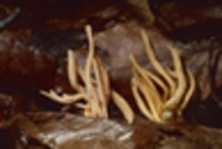 Clavulinopsis aurantiocinnabarina image