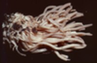 Clavaria rubicundula image