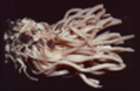 Clavaria rubicundula image