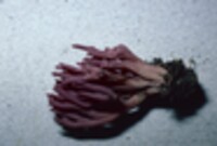 Clavaria zollingeri image