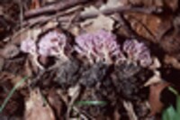 Clavaria amethystina image