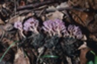 Clavaria amethystina image