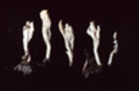 Clavulina rugosa image