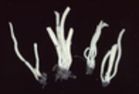 Clavaria fumosa image