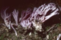 Clavaria zollingeri image