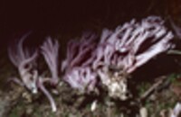 Clavaria zollingeri image