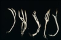 Clavulina coralloides image