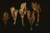 Ramaria pancaribbea image