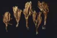 Ramaria pancaribbea image