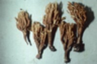 Ramaria pancaribbea image