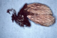 Ramaria stricta image
