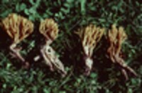 Ramaria murrillii image