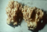 Ramaria maculospora image