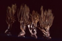 Ramaria murrillii image