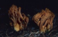 Ramaria longispora image