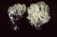 Ramaria holorubella image