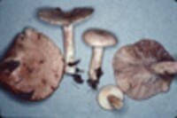 Lactarius vinaceorufescens image