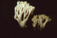 Ramaria fennica image