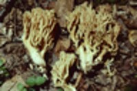 Ramaria flavobrunnescens image