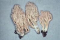 Ramaria canescens image