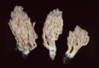 Ramaria canescens image
