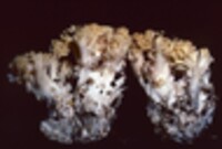 Ramaria cystidiophora image