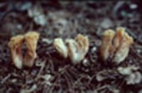 Ramaria canescens image