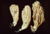 Ramaria canescens image