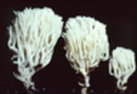 Ramariopsis kunzei image