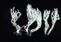 Ramariopsis kunzei image