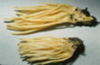 Clavulinopsis fusiformis image