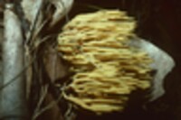 Clavulinopsis corniculata image