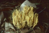 Clavulinopsis corniculata image