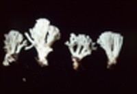 Ramariopsis kunzei image