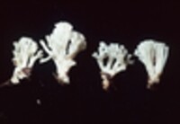 Ramariopsis kunzei image