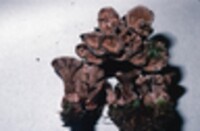 Hydnellum complicatum image