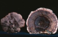 Hydnellum ferrugineum image