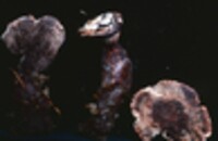 Hydnellum ferrugineum image