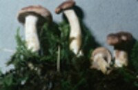 Hydnum umbilicatum image