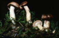 Hydnum umbilicatum image