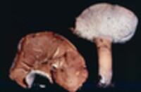 Hydnum rufescens image