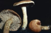 Hydnum rufescens image