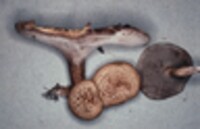 Sarcodon underwoodii image