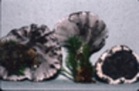 Phellodon melaleucus image