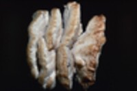Climacodon septentrionalis image
