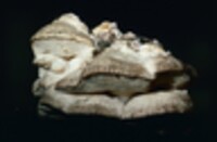 Climacodon septentrionalis image