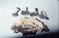 Steccherinum ochraceum image