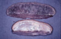 Daedalea quercina image