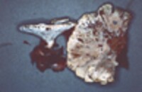 Abortiporus biennis image