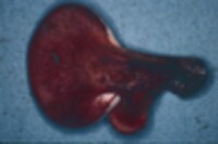 Fistulina hepatica image